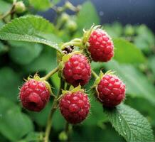 ai generiert reif Himbeeren auf ein Ast mit Grün Blätter im das Regen foto