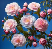 ai generiert Rosa und Weiß Kamelie Blumen Blühen auf Blau Himmel Hintergrund foto
