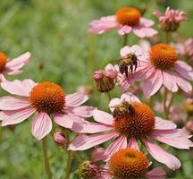 ai generiert Echinacea purpurea, häufig bekannt wie Sonnenhut, Sonnenhut, Sonnenhut oder Sonnenhut. foto