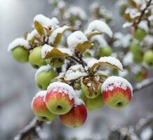 ai generiert rot Äpfel bedeckt mit Schnee auf ein Ast im das Garten im Winter foto