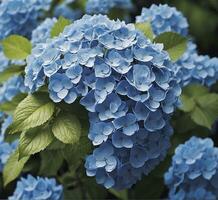 ai generiert Hortensie Makrophylla. Blau Hortensie Blumen Nahaufnahme. foto