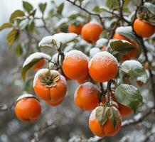 ai generiert reif Persimmon auf ein Ast bedeckt mit Schnee im Winter foto