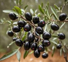 ai generiert Olive Baum Ast mit reif schwarz Oliven auf verschwommen Hintergrund. foto