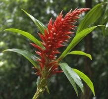 ai generiert rot Bromelie Blume auf das Baum im das Garten, Thailand. foto