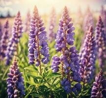 ai generiert Lupine Blumen im das Wiese beim Sonnenuntergang. Natur Hintergrund foto