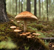 ai generiert Pilz im das Wald. Herbst Jahreszeit. selektiv Fokus. foto