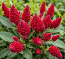 ai generiert Celosia Argentea ist ein Spezies von blühen Pflanze. foto