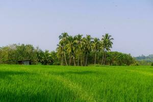 schön Morgen Aussicht Indonesien. Panorama Landschaft Paddy Felder mit Schönheit Farbe und Himmel natürlich Licht foto