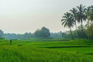 schön Morgen Aussicht Indonesien. Panorama Landschaft Paddy Felder mit Schönheit Farbe und Himmel natürlich Licht foto