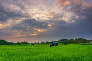 schön Morgen Aussicht Indonesien. Panorama Landschaft Paddy Felder mit Schönheit Farbe und Himmel natürlich Licht foto