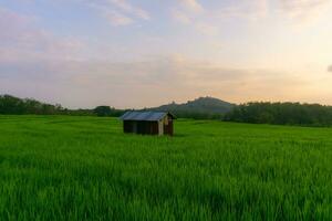 schön Morgen Aussicht Indonesien. Panorama Landschaft Paddy Felder mit Schönheit Farbe und Himmel natürlich Licht foto