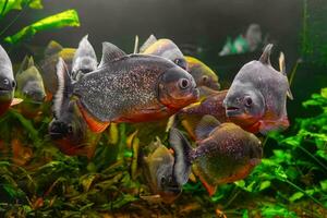 Piranha, Pygocentrus Nattereri Schwimmen im Aquarium Schwimmbad mit Grün Seetang. foto