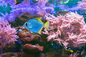 Monodaktylus argenteus, Silber Mondfisch, Silber mondän, Butter Brachsen, Diamantfisch im Aquarium foto