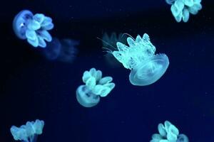 Gruppe von Blau glühen Qualle Lychnorhiza lucerna Marmor Qualle im dunkel Wasser. foto