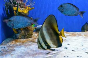 schön Fisch platax Teira, Langflosse Fledermausfisch im Blau Wasser von Aquarium, Marine Leben foto