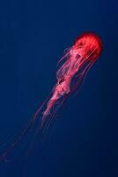 rot glühen Qualle Chrysaora pacifica im Blau Wasser. Tauchen, Theriologie, unterseeisch Leben foto