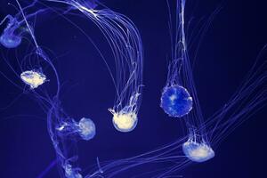 Gruppe von glühen Qualle Chrysaora Quinquecirrha im Blau Wasser. Tauchen, Theriologie, unterseeisch Leben foto