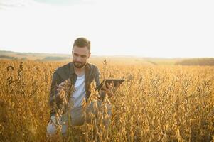 Farmer Stehen im Sojabohne Feld beim Sonnenuntergang. foto