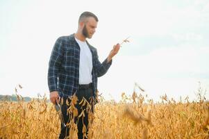 Agronom inspizieren Soja Bohne Pflanzen wachsend im das Bauernhof Feld. Landwirtschaft Produktion Konzept. jung Agronom untersucht Sojabohne Ernte auf Feld. Farmer auf Sojabohne Feld. foto