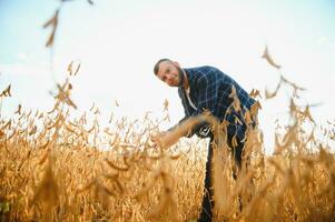 ein jung gut aussehend Farmer oder Agronom untersucht das Reifung von Sojabohnen im das Feld Vor Ernte foto