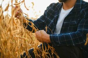 Agronom inspiziert Sojabohne Ernte im landwirtschaftlich Feld - - Agro Konzept - - Farmer im Sojabohne Plantage auf Bauernhof foto