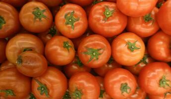 köstlich rot Tomaten im Sommer- Tablett Markt Landwirtschaft Bauernhof voll von organisch. frisch Tomaten, es können Sein benutzt wie Hintergrund foto