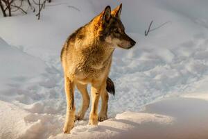 schön Wolf auf ein schneebedeckt Straße foto