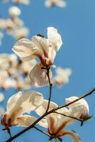 schön Magnolie Blumen mit Wasser Tröpfchen foto