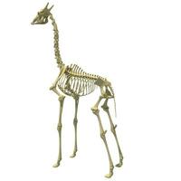 Giraffe Skelett anatomisch Tier 3d Rendern auf Weiß Hintergrund foto