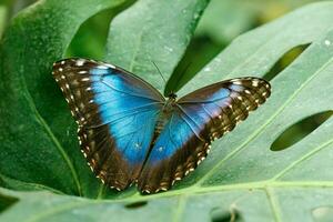 Makro schön Schmetterling Morpho Helenor foto