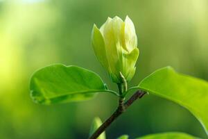 schön Magnolie Ast während Gelb blühen foto