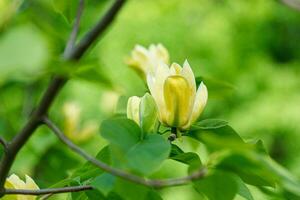 schön Magnolie Ast während Gelb blühen foto