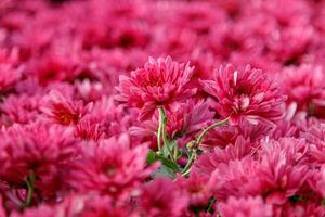 mehrfarbig Blume Betten von schön Chrysanthemen foto
