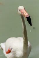 Flamingo geht auf Wasser foto