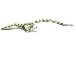 Flosse Wal Skelett Anatomie 3d Rendern foto