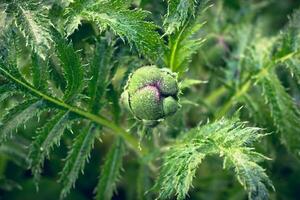 schön geschlossen Mohn Knospe. natürlich Blumen- einfarbig Hintergrund, selektiv Fokus foto