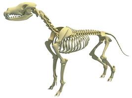 Hund Skelett Tier Anatomie 3d Rendern foto