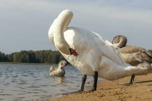 schließen oben Schuss von das Cygnets, Enten, Schwäne durch das Teich. gefiedert foto