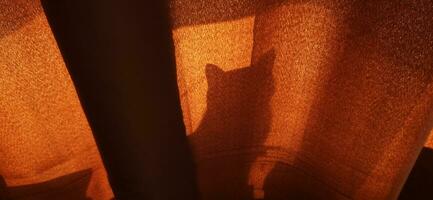 Silhouette von das Katze spielen hinter das Vorhang. Haustiere foto