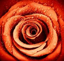 rot Rose Hintergrund foto