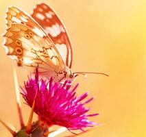 schöner Schmetterling auf Blume foto