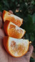frisch Schneiden Orangen im des Mannes Hand auf Orange Bauernhof foto