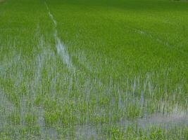 Reis Feld mit Wasser Teich durch organisch Prozess Landwirtschaft foto
