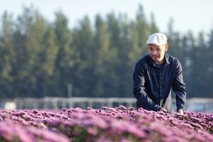 asiatisch Farmer und Florist ist Schneiden lila Chrysantheme Blume mit Gartenschere zum Schnitt Blume Geschäft zum tot Überschrift, Anbau und Ernte Jahreszeit Konzept foto