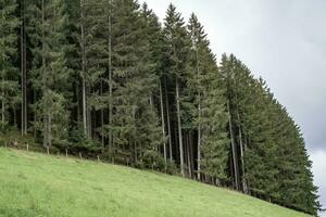 Holz und Wiese foto