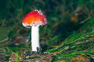 jung Amanita Muscaria, bekannt wie das fliegen Agaric oder fliegen Amanita. Heilung und medizinisch Pilz mit rot Deckel wachsend im Wald. können Sein benutzt zum Mikro Dosierung, spirituell Praktiken Methoden Ausübungen und Schamane Rituale foto