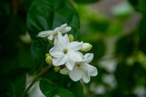 Jasmin ist ein Zier Blume Pflanze im das bilden von ein Strauch mit aufrecht Stängel Das Leben zum Jahre. foto