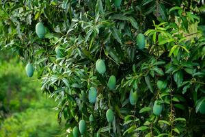 Süss Grün Mango Obst immer noch hängend auf das Baum. foto