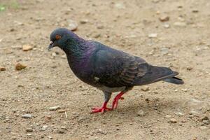 Tauben und Tauben gehören zu das columbidae Familie oder taubenschnabelig Vögel von das columbiformes bestellen foto