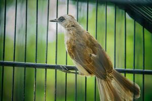 Porträt von ein Vogel im ein Käfig oder Käfig. foto